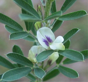 Figure 4. Sericea lespedeza
leaves and flower. Photo by P.
McCullough.
